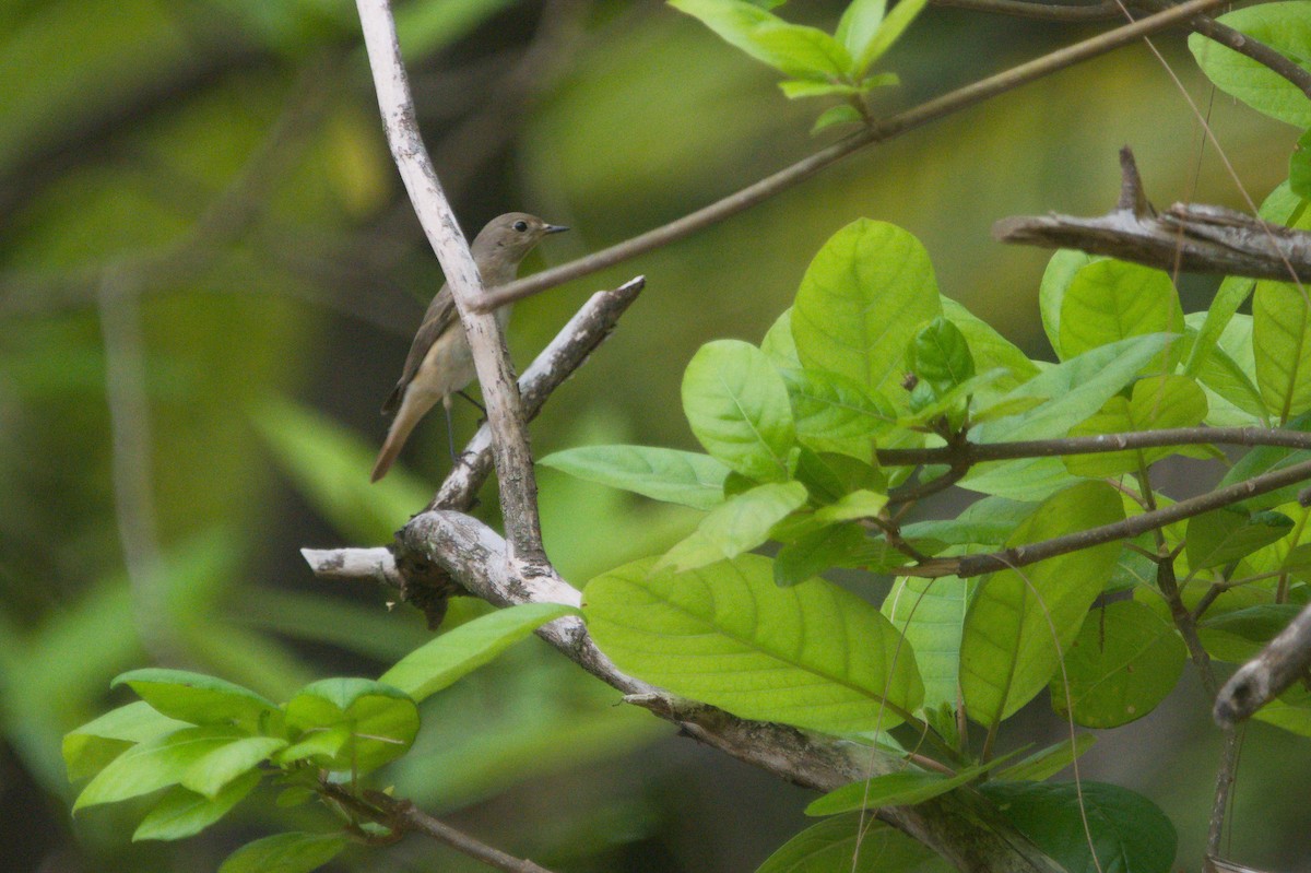Common Redstart - ML644355928