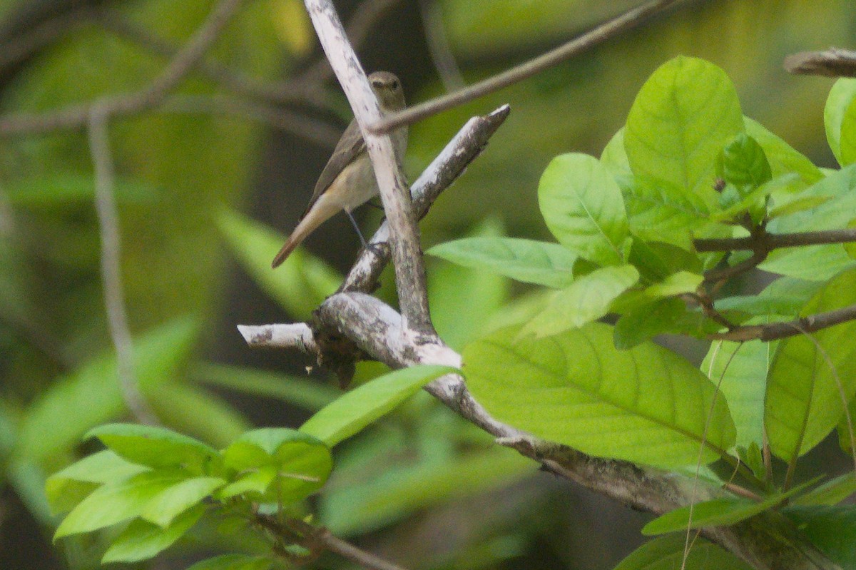 Common Redstart - ML644355929