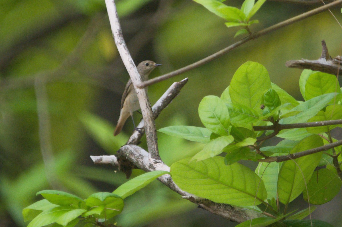 Common Redstart - ML644355930