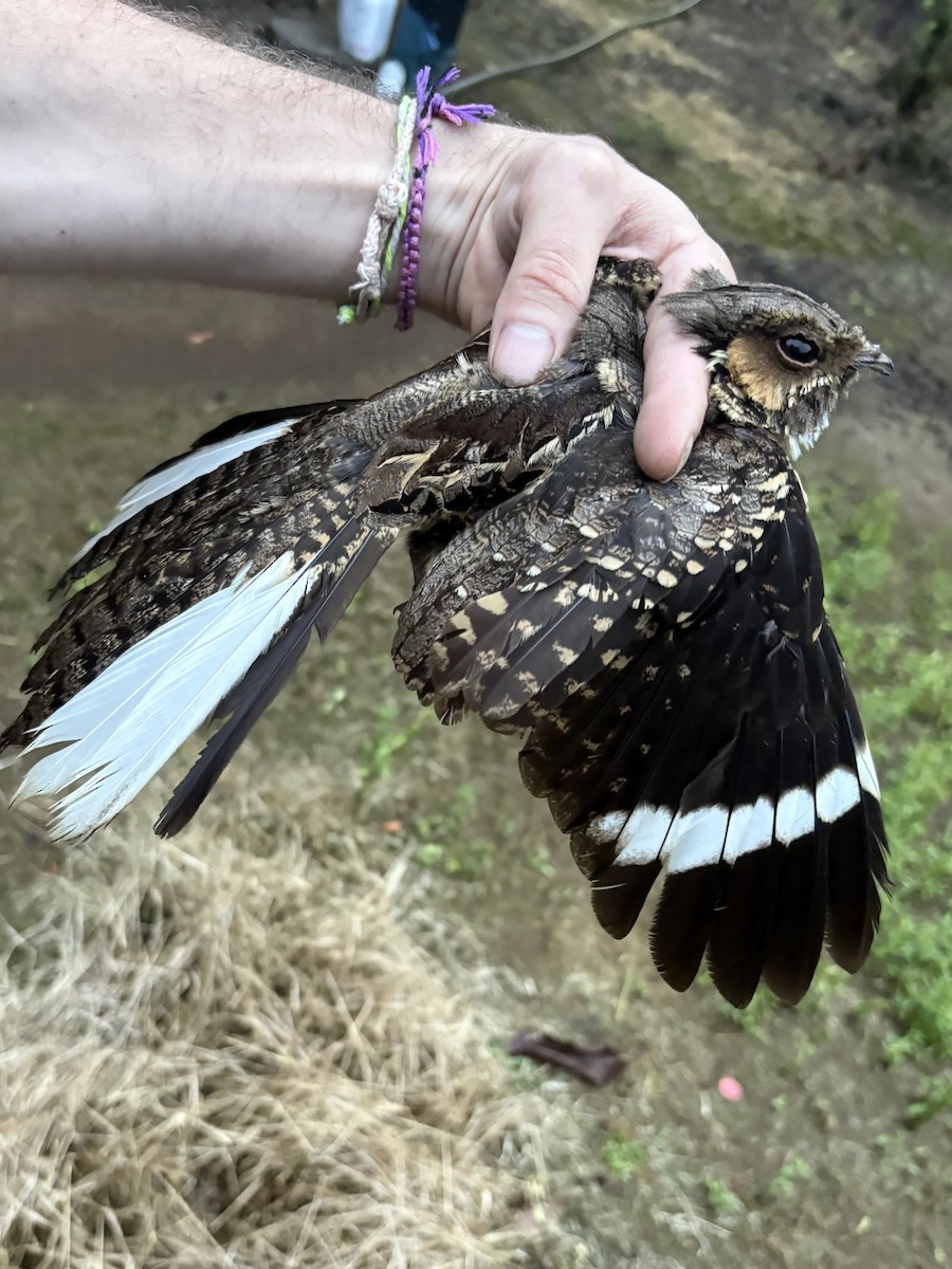 pauraquenattravn - ML644355941