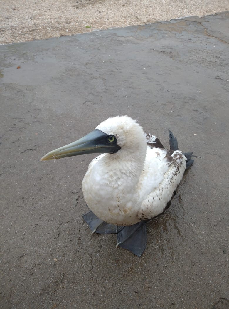 Masked Booby - ML644355947