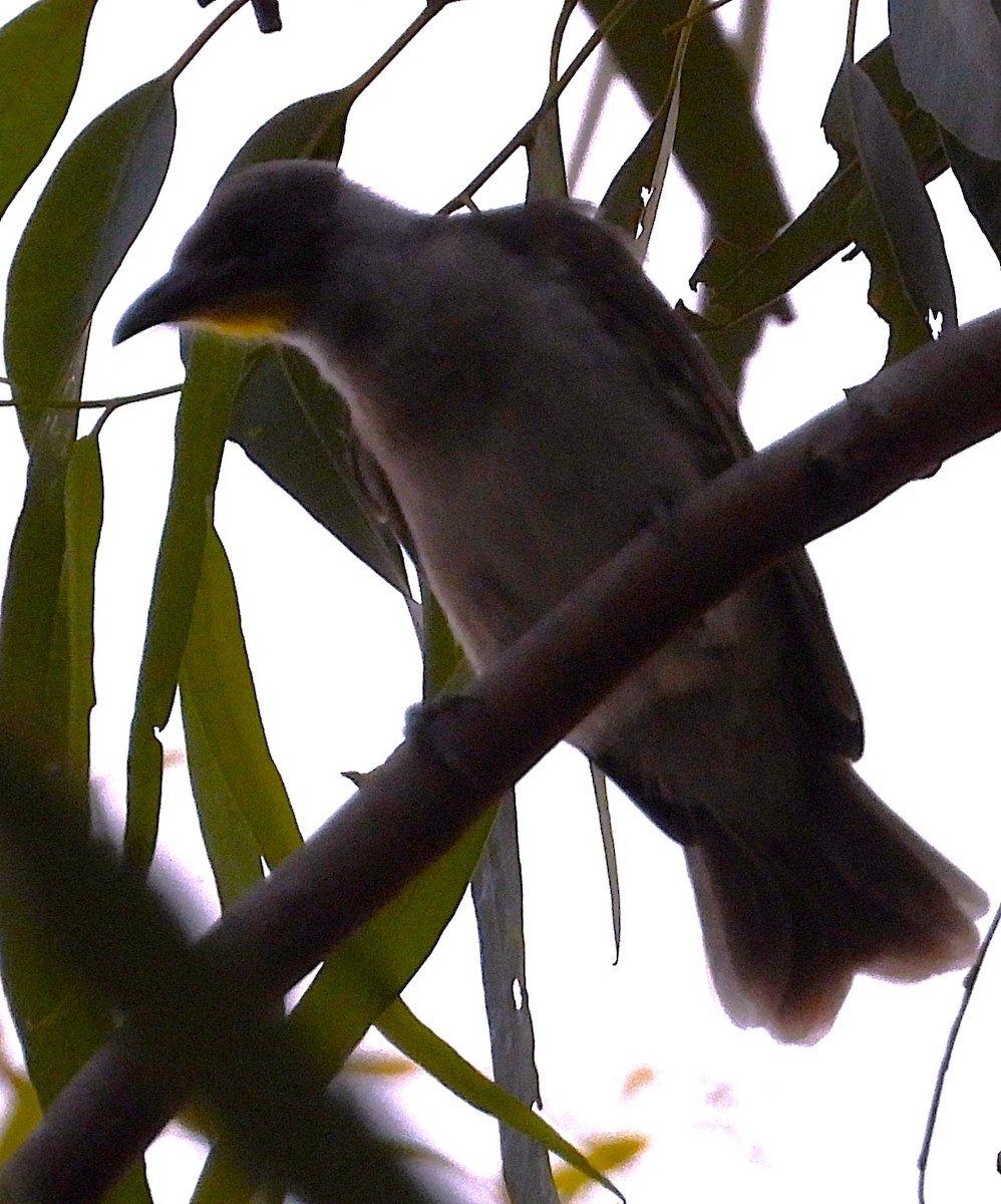 Little Friarbird - ML644355956