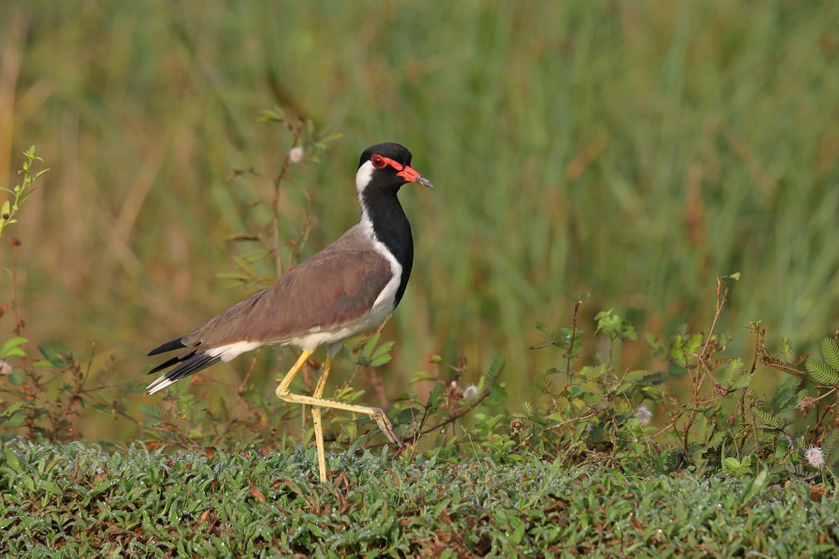 čejka černoprsá - ML644355963