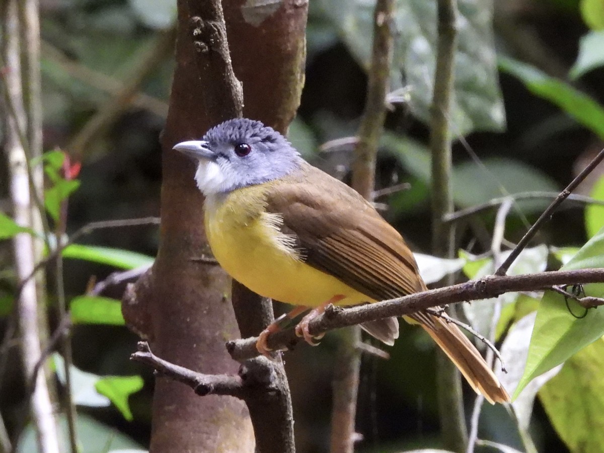 Bulbul Capirotado - ML644355966
