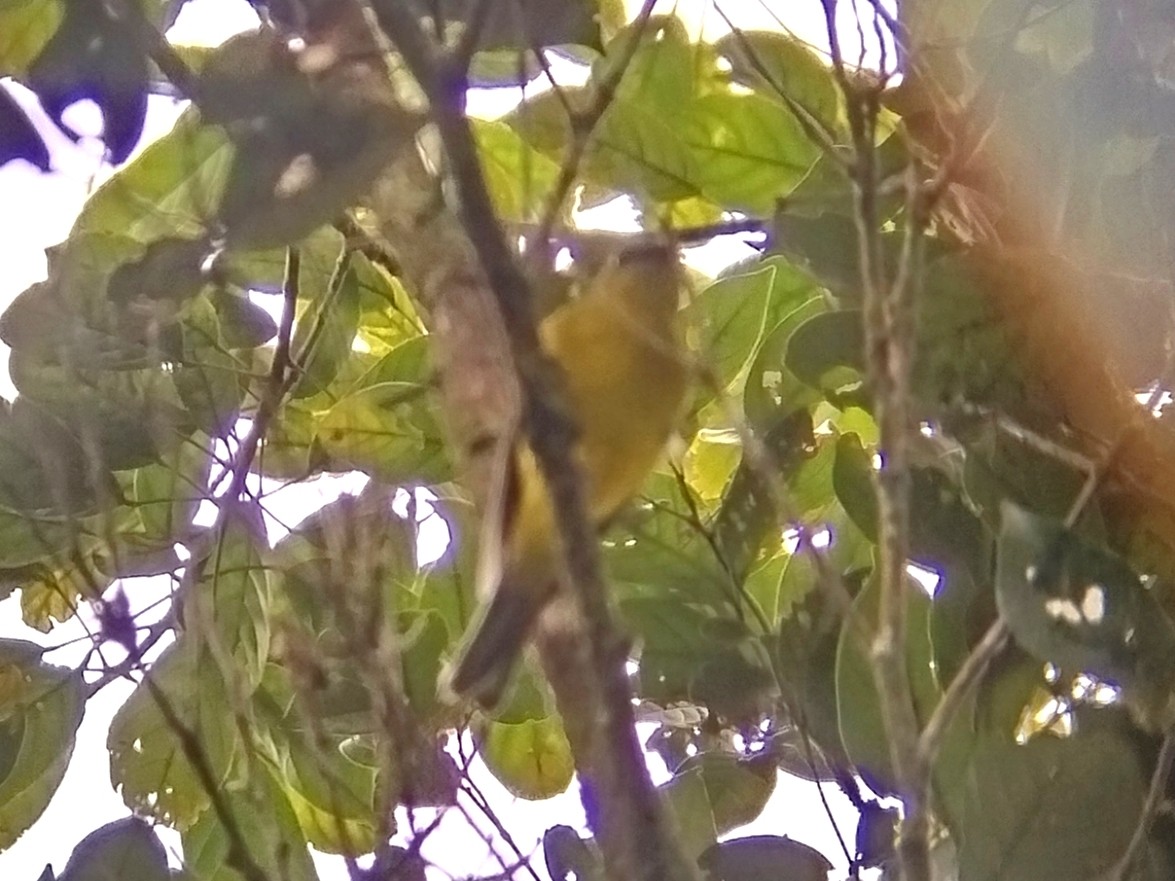 Bornean Whistler - ML644355968