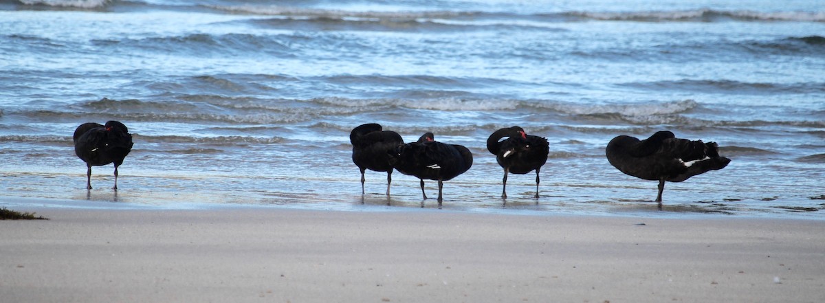 Black Swan - ML644355977