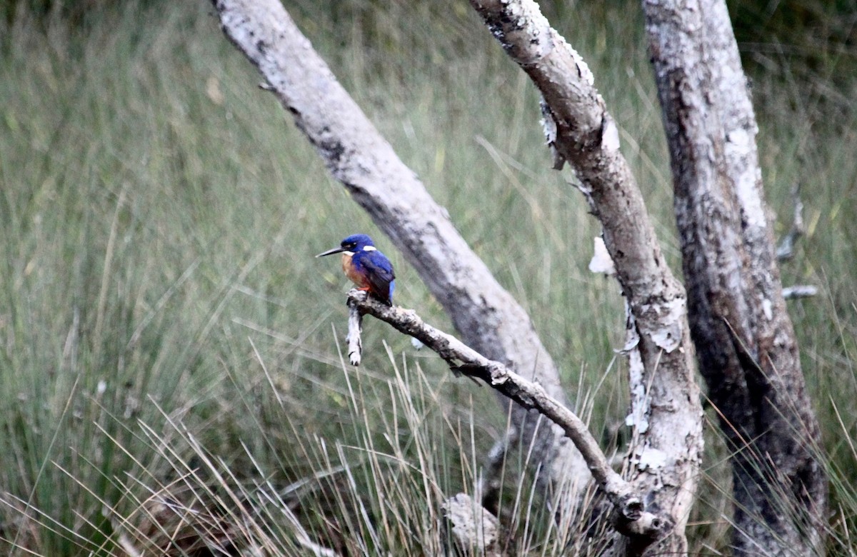 Azure Kingfisher - ML644355983
