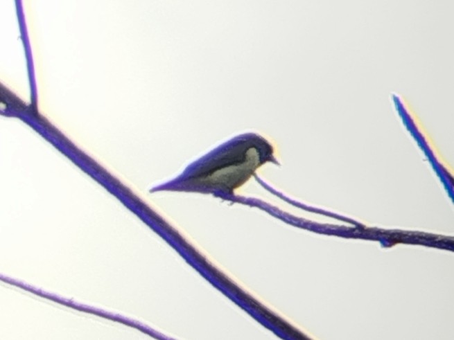 Weißbauch-Schwalbenstar - ML644355986