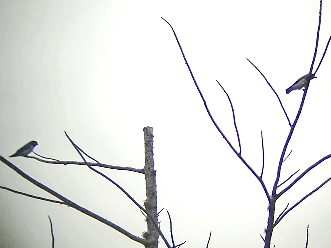 Weißbauch-Schwalbenstar - ML644355987