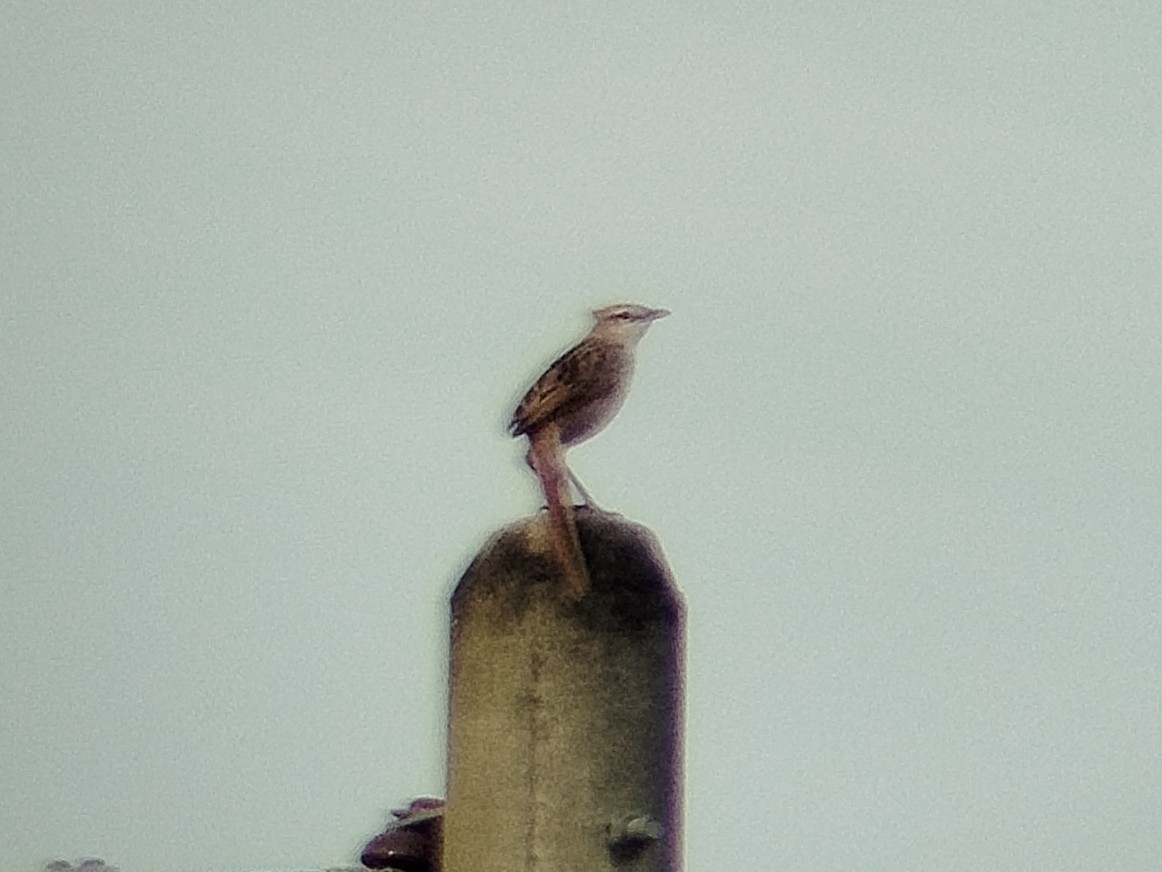 Striated Grassbird - ML644356001