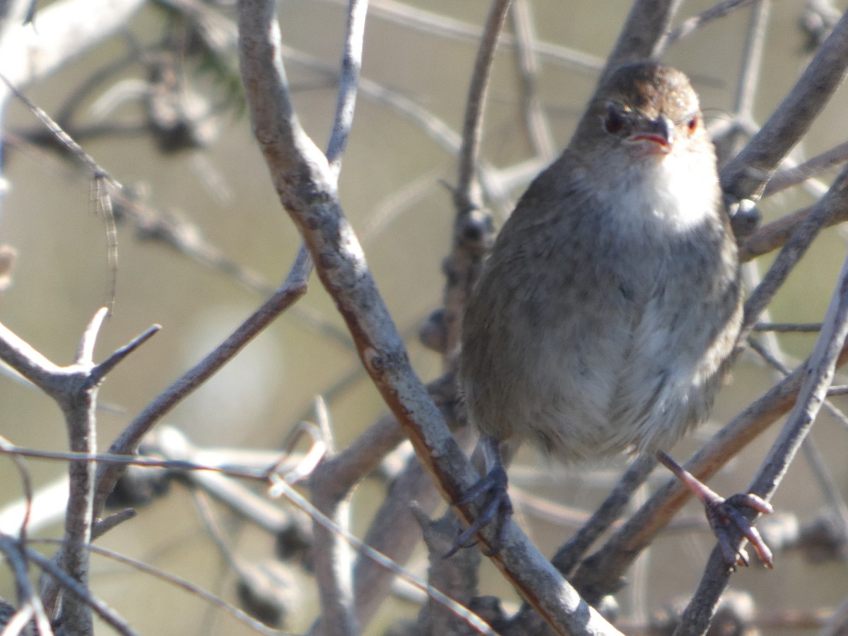 Eastern Bristlebird - ML644356004