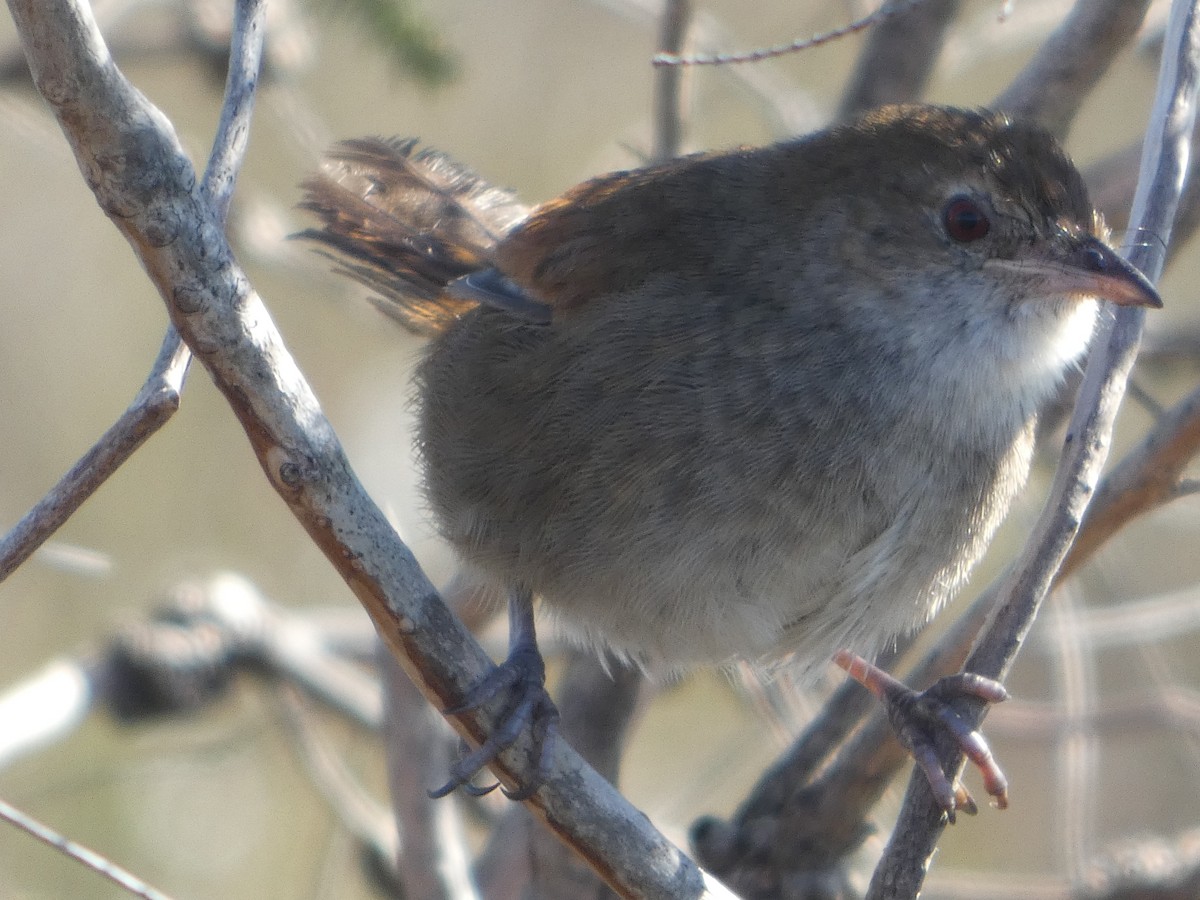 Eastern Bristlebird - ML644356005