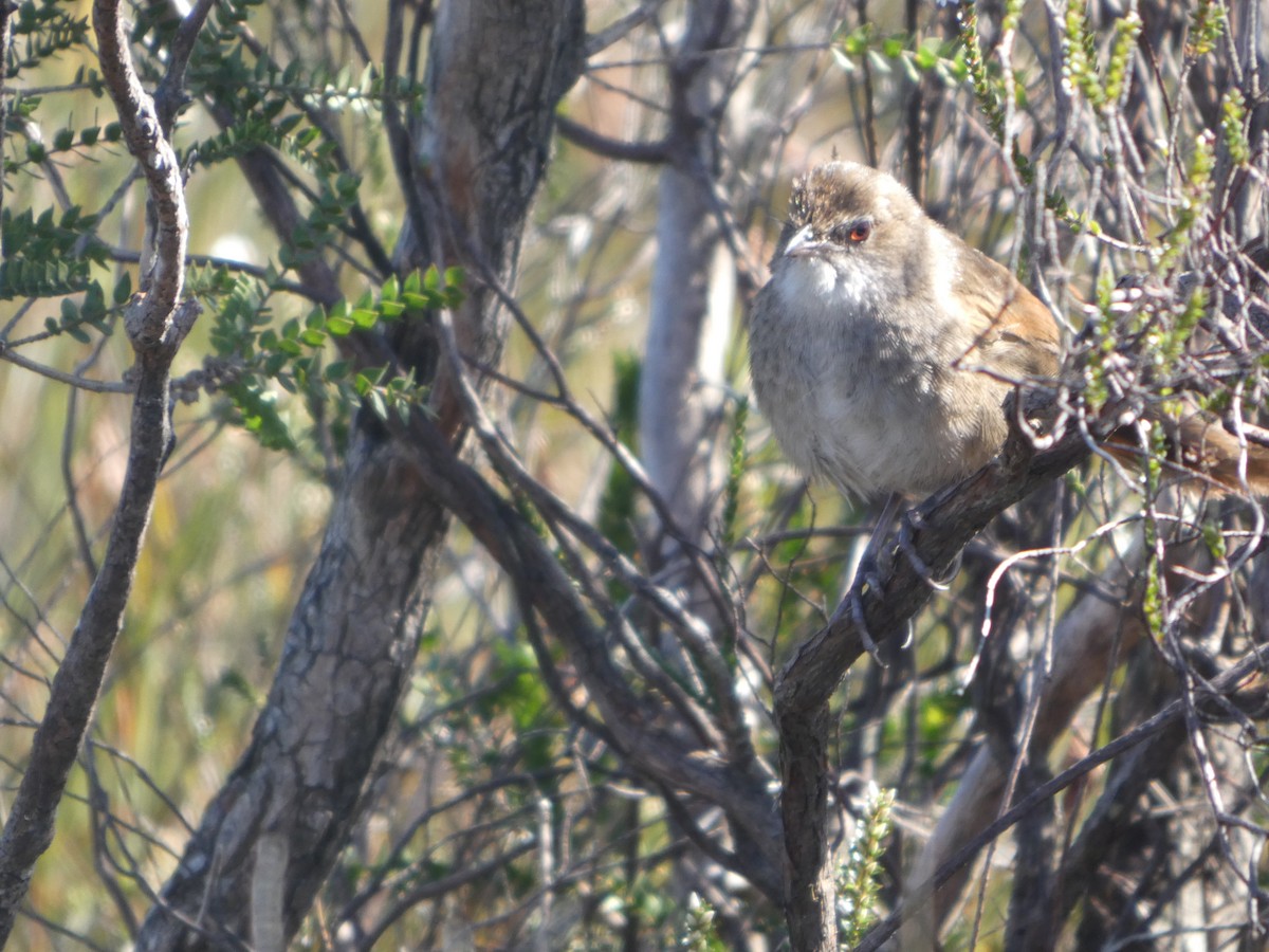 Eastern Bristlebird - ML644356006
