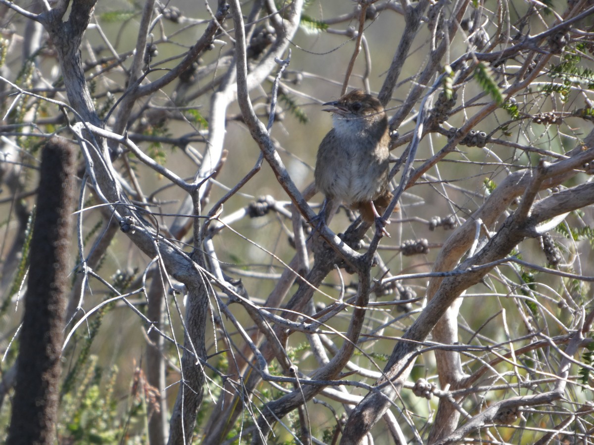 Eastern Bristlebird - ML644356007