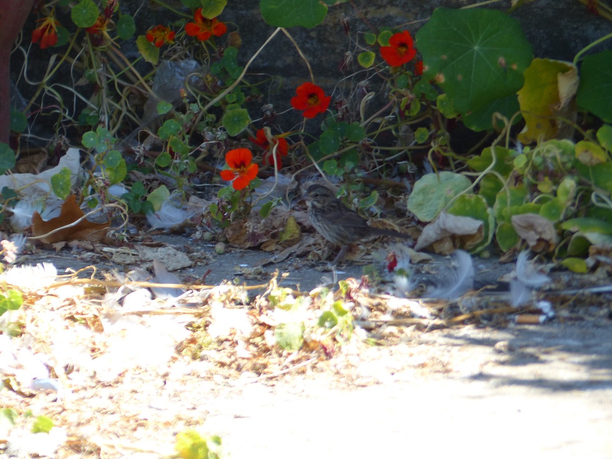 Song Sparrow - ML644356017