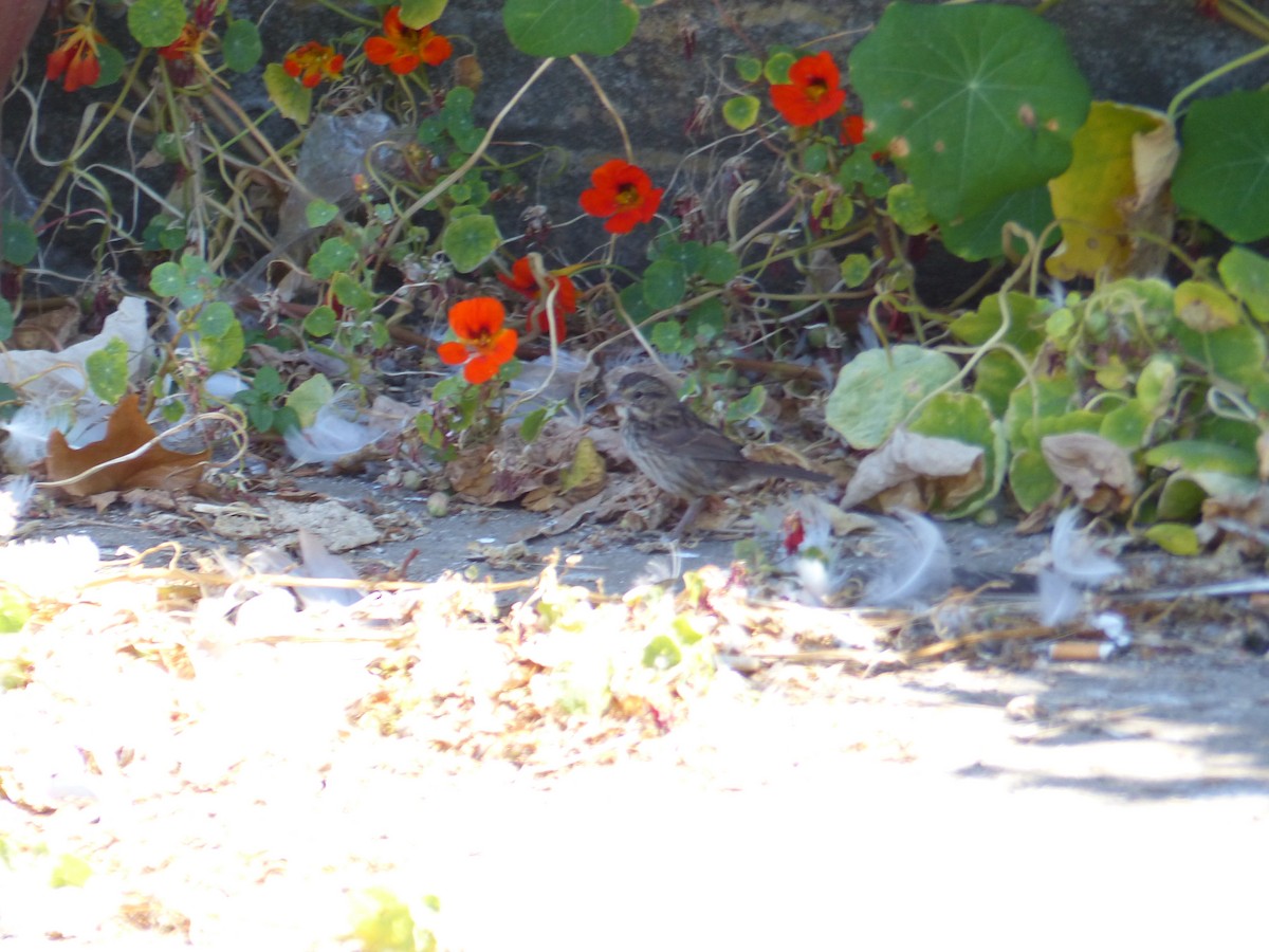 Song Sparrow - ML644356018