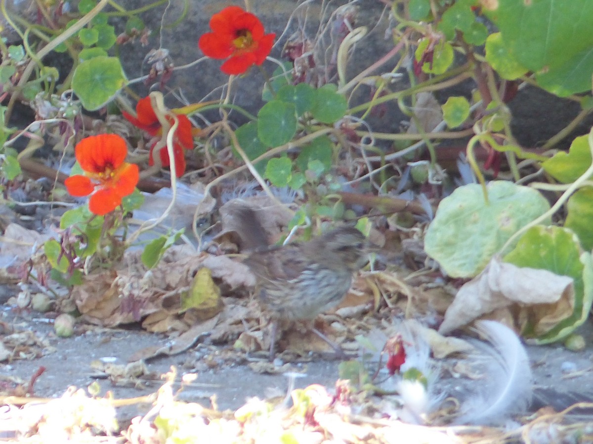 Song Sparrow - ML644356019