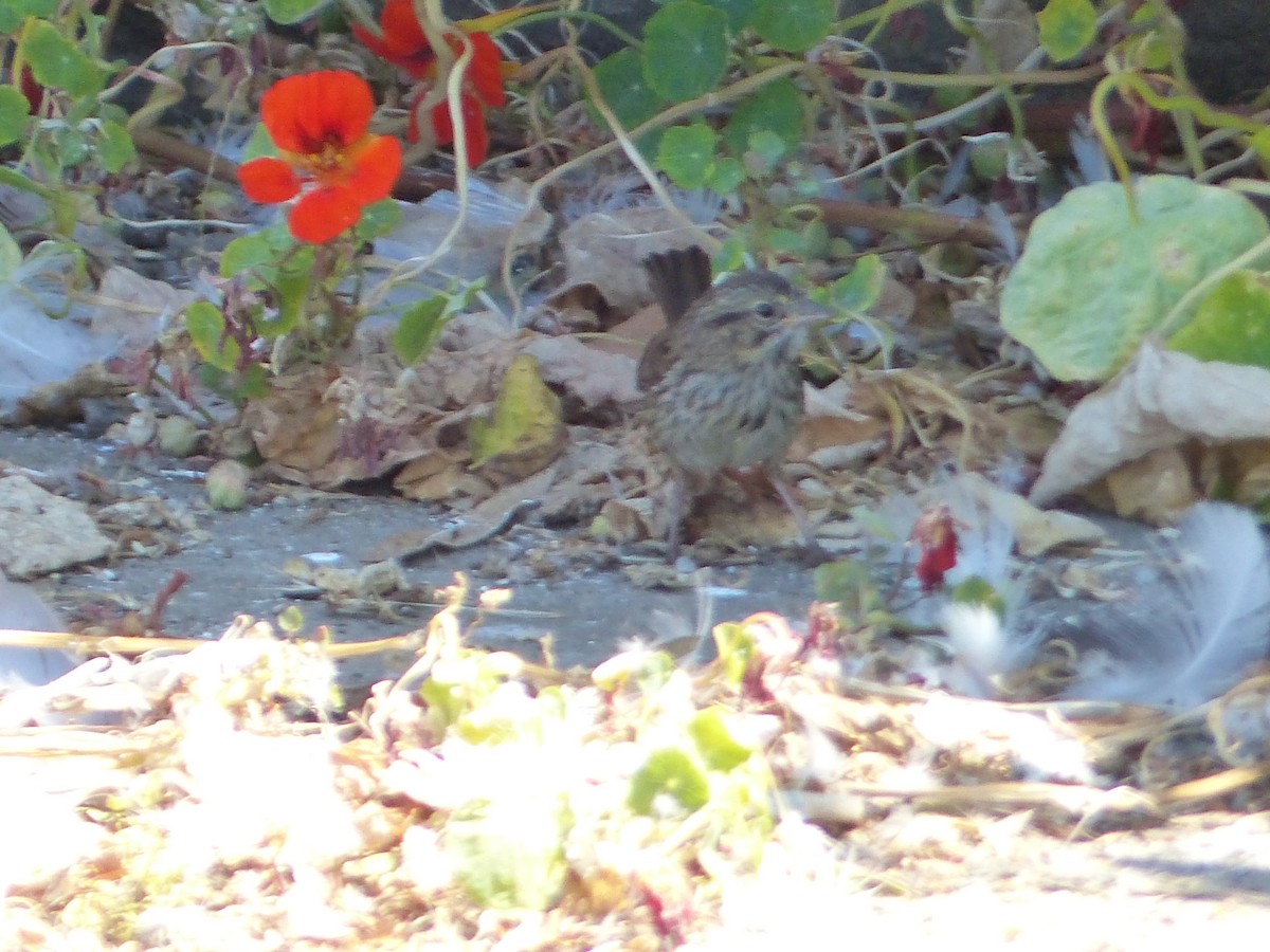 Song Sparrow - ML644356020