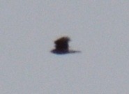 Busardo (Buteo) sp. - ML644356024