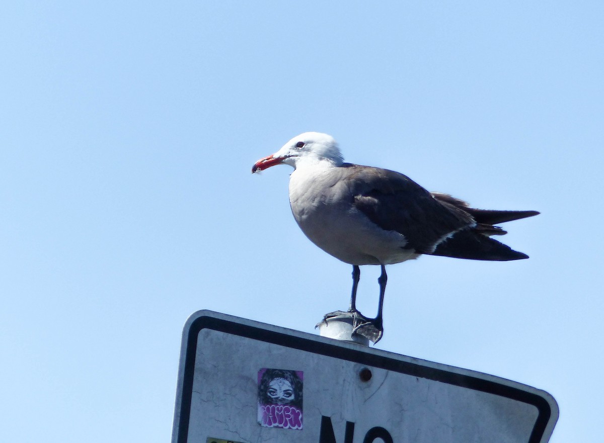 Heermann's Gull - ML644356031