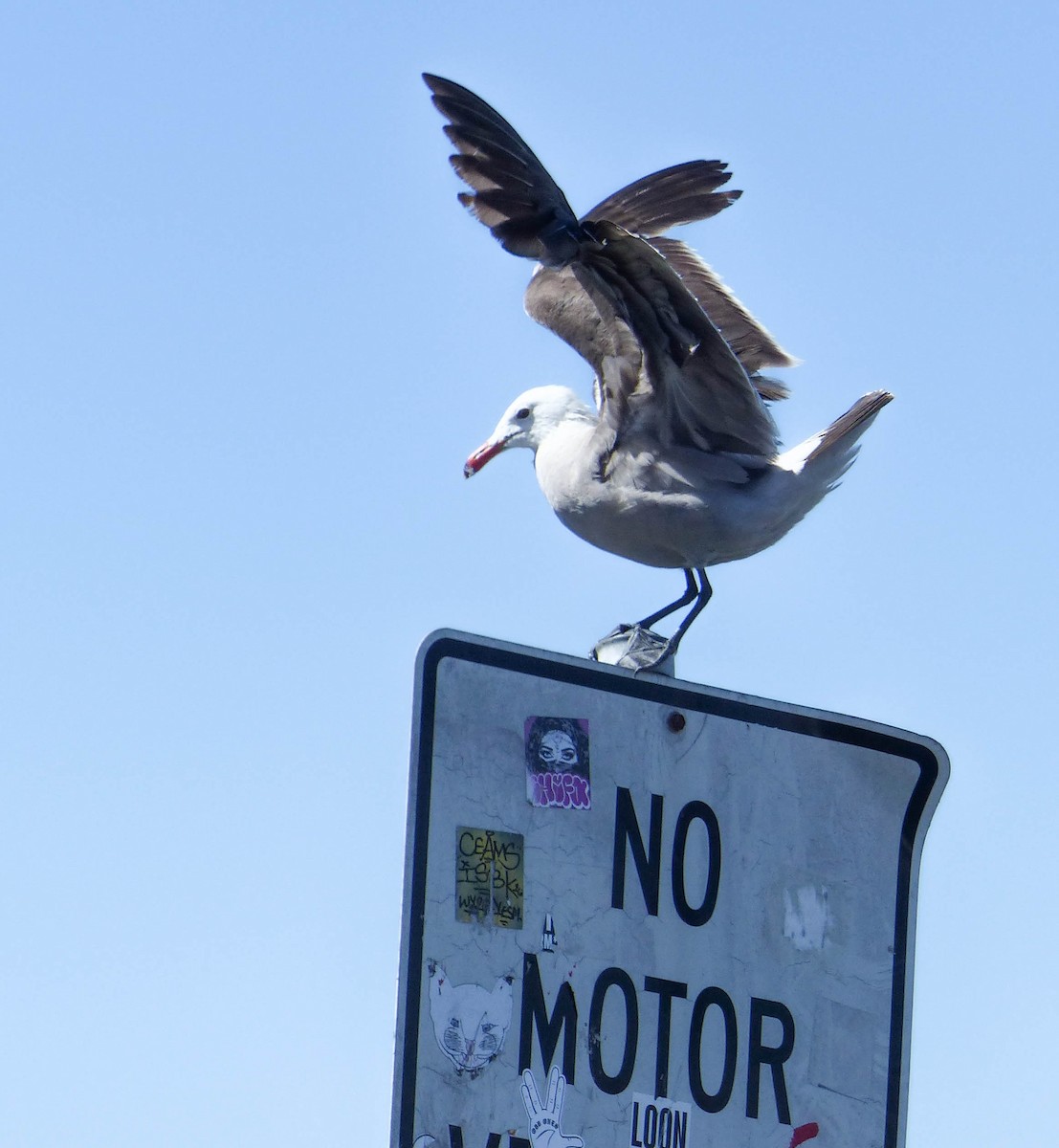 Heermann's Gull - ML644356032