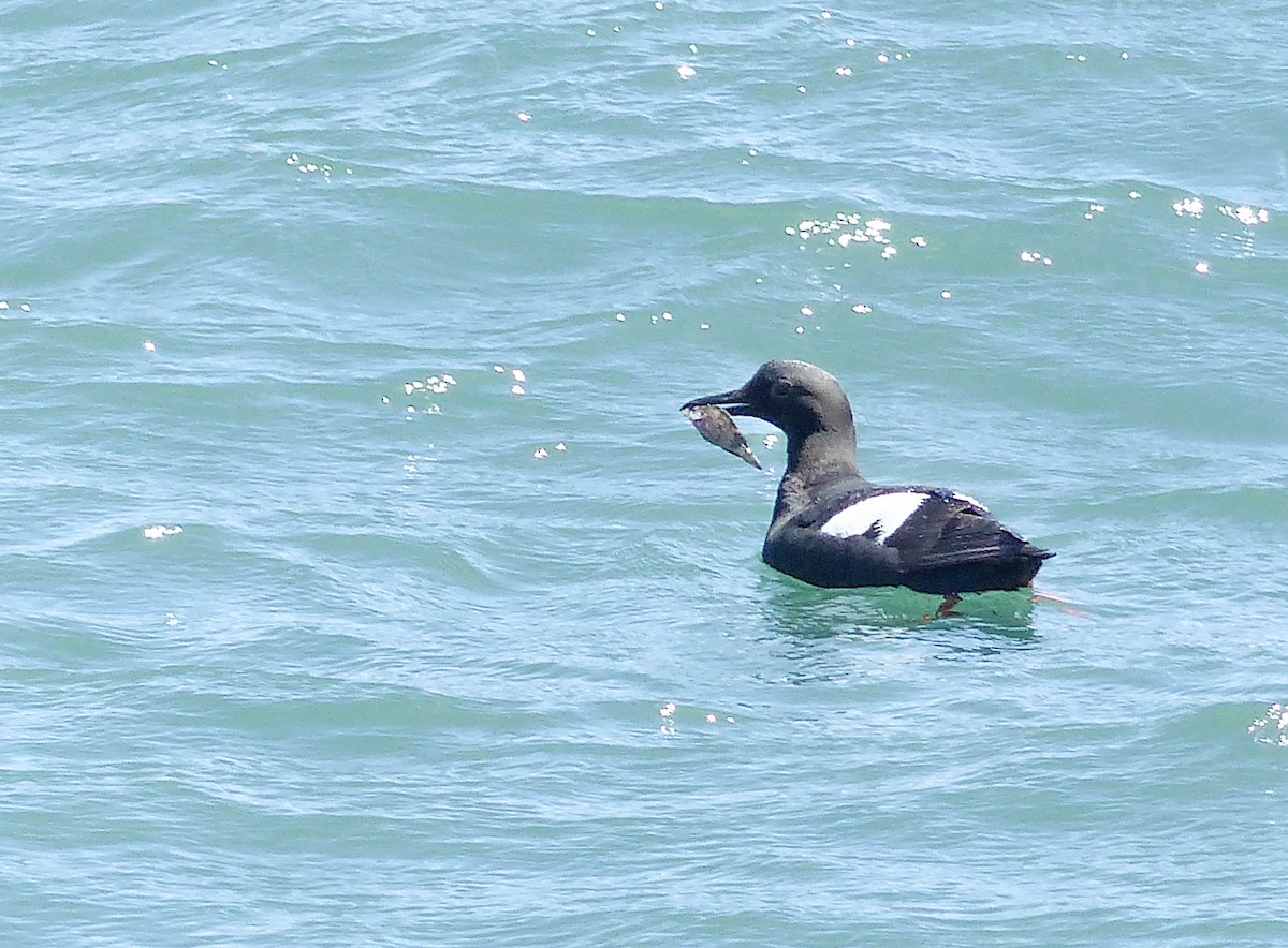 Pigeon Guillemot - ML644356034