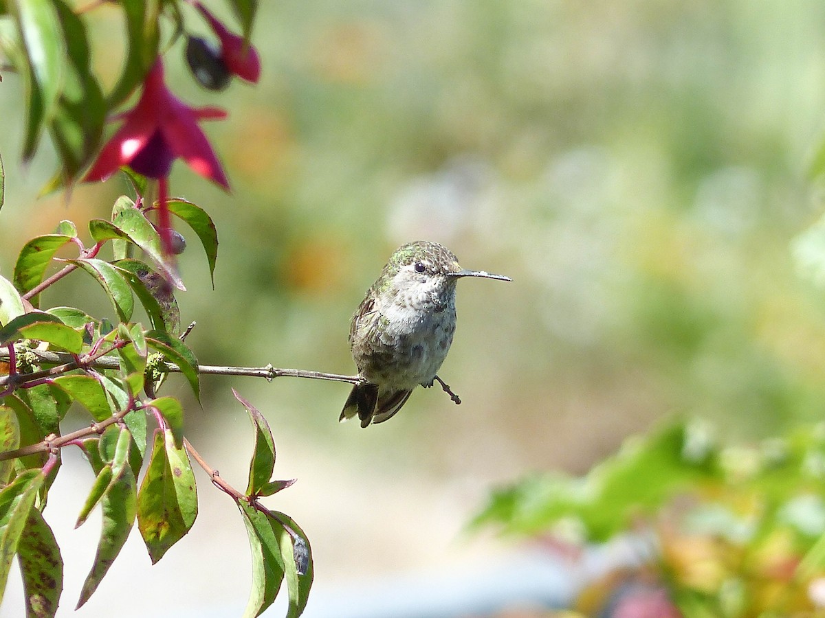 Anna's Hummingbird - ML644356036