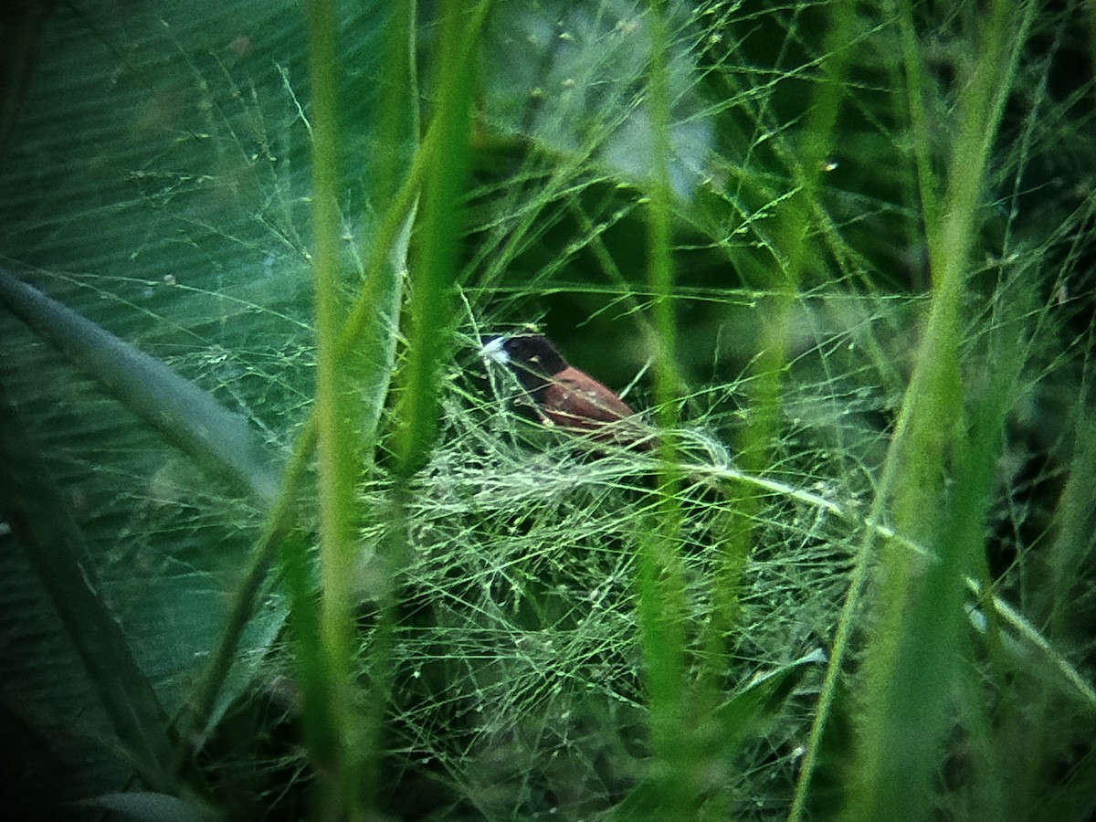 Chestnut Munia - ML644356041