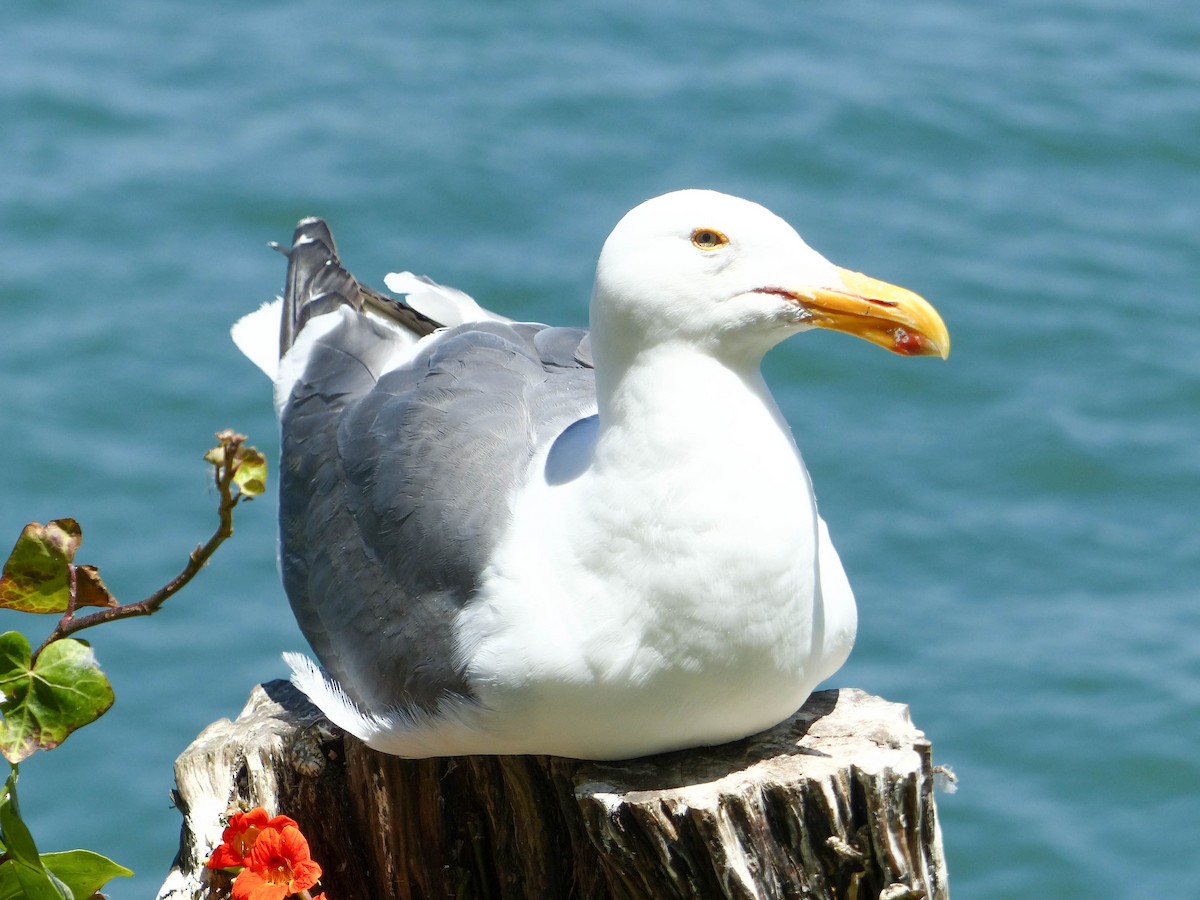 アメリカオオセグロカモメ - ML644356046