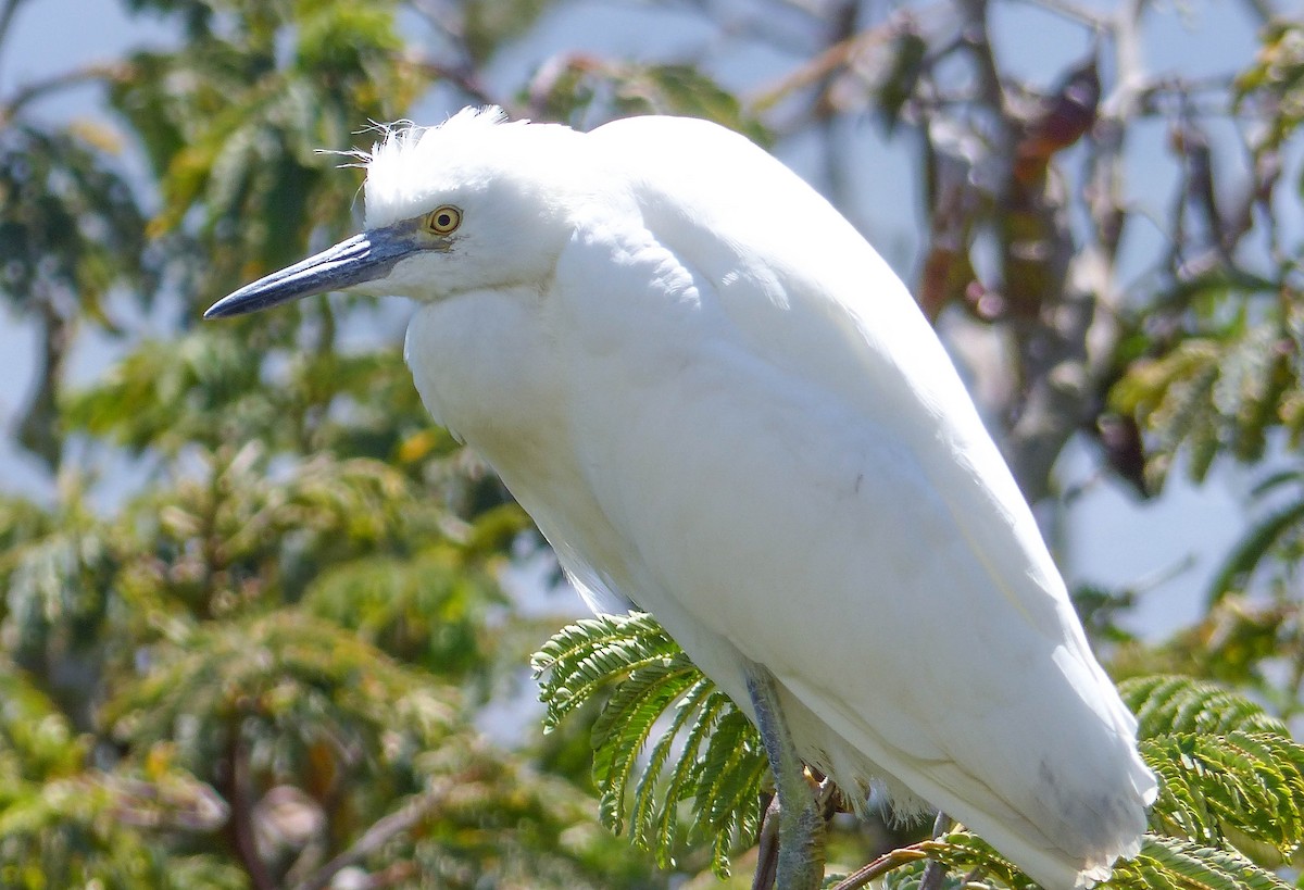 Snowy Egret - ML644356055