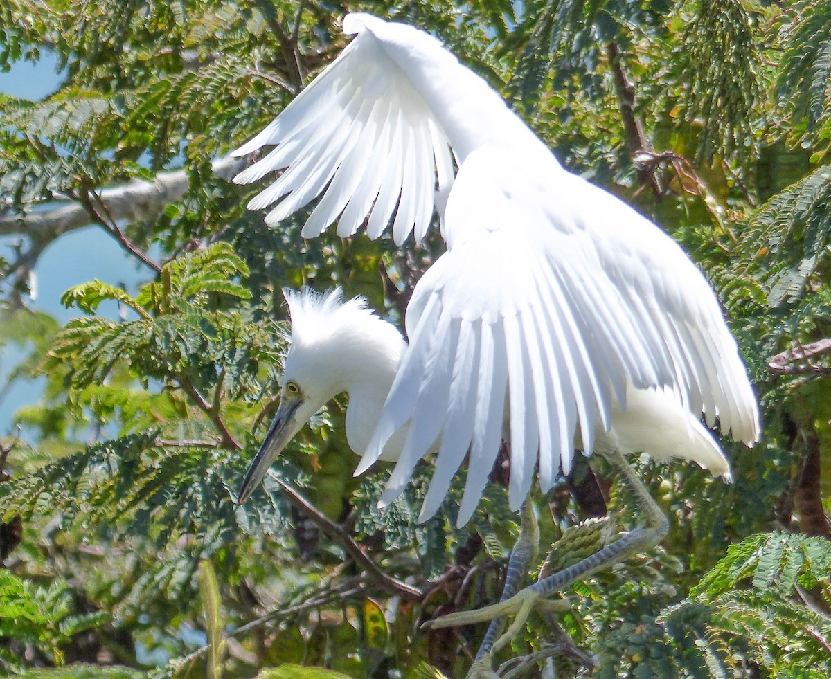 Snowy Egret - ML644356056