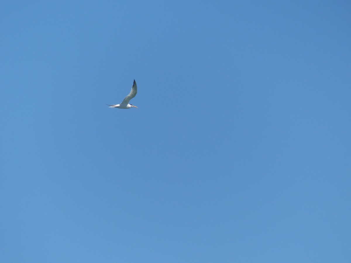 Elegant Tern - ML644356058