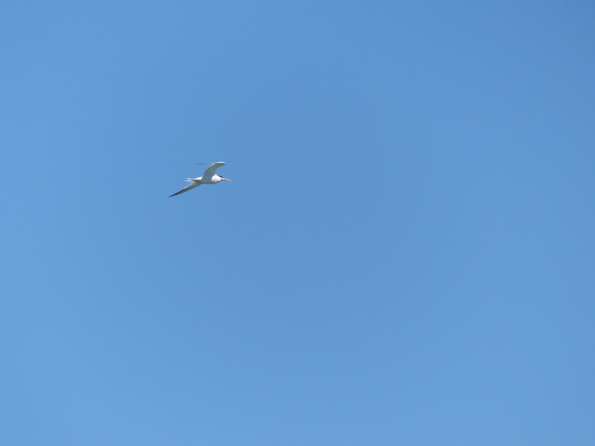 Elegant Tern - ML644356059