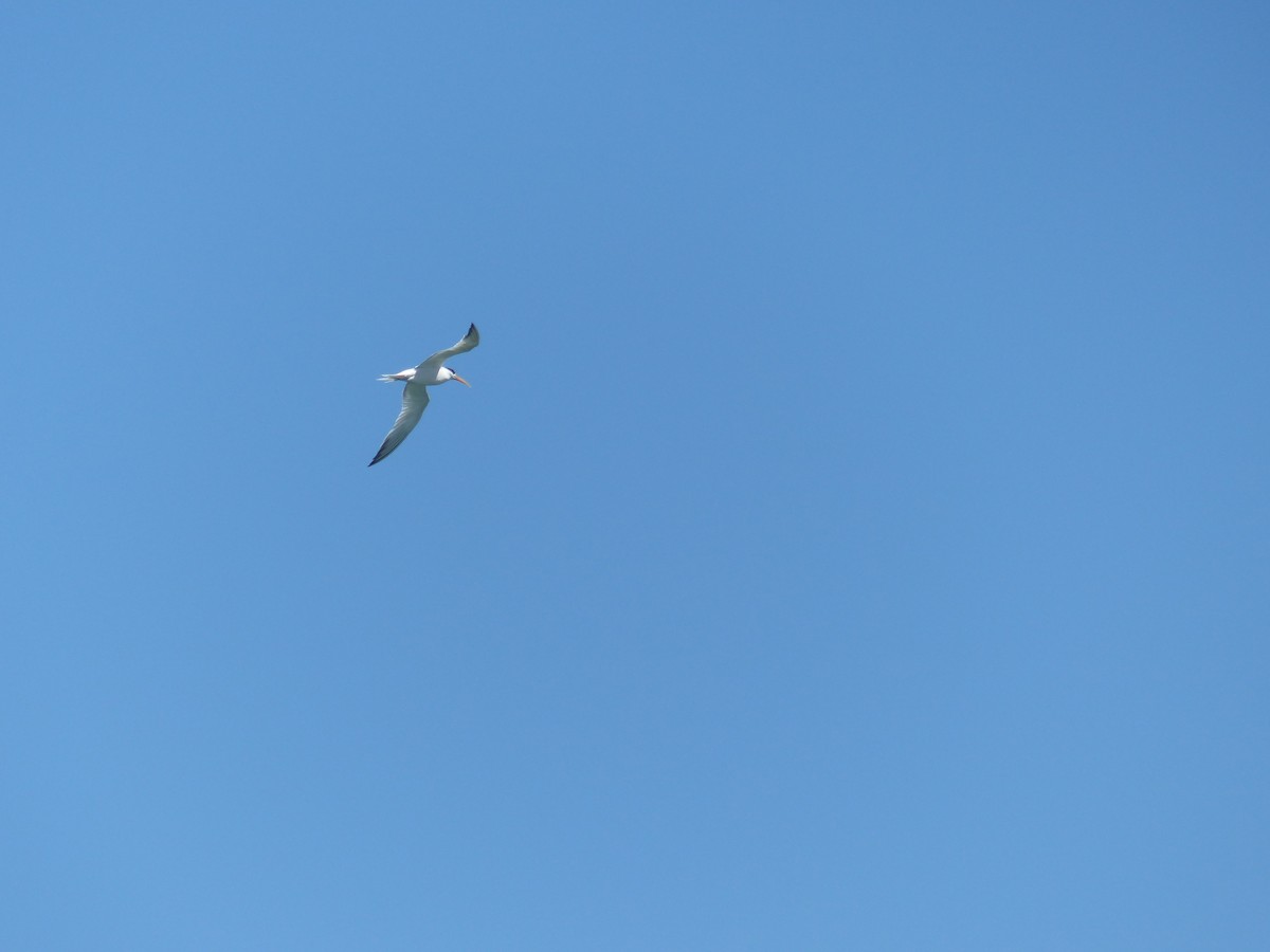 Elegant Tern - ML644356060