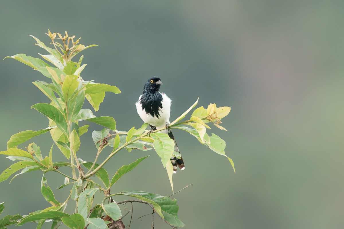 Magpie Tanager - ML644356062