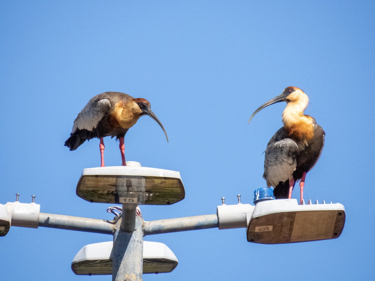 gulhalsibis - ML644356063