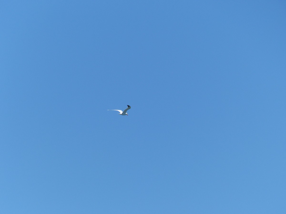 Морин хараалай - ML644356064