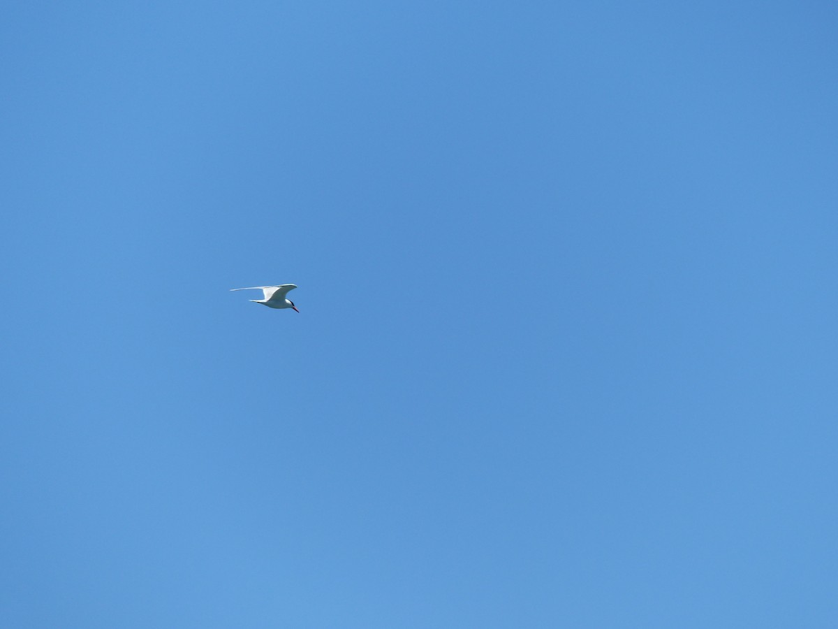 Морин хараалай - ML644356065