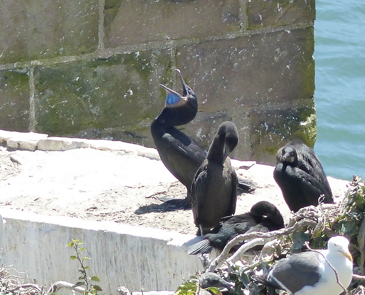 Brandt's Cormorant - ML644356066