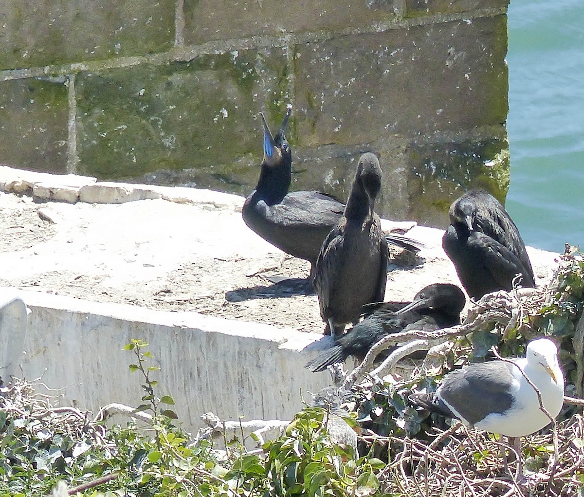 Brandt's Cormorant - ML644356067