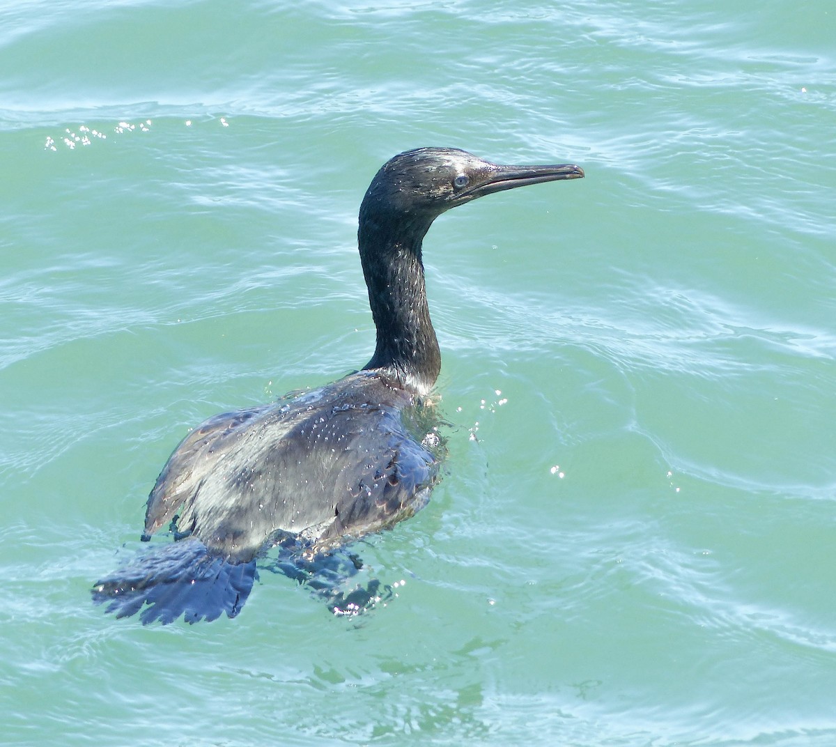 Pelagic Cormorant - ML644356069