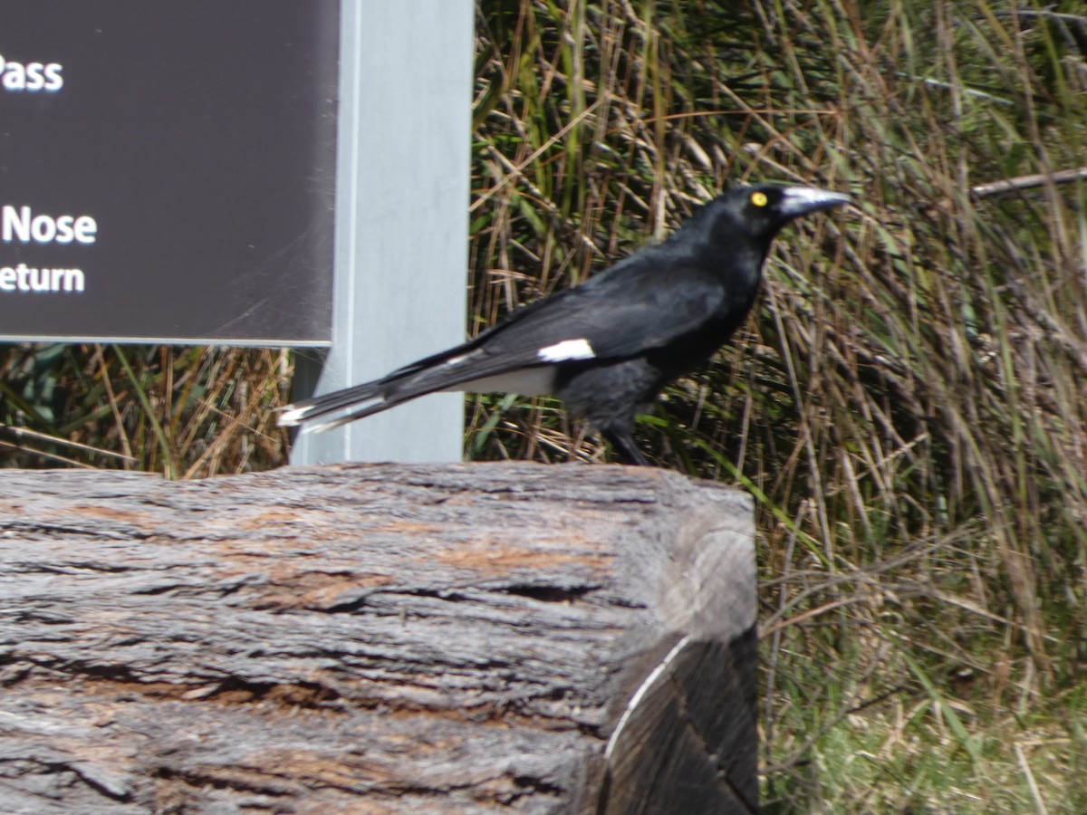 Verdugo Pío - ML644356070