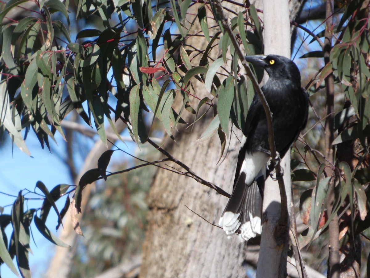 Verdugo Pío - ML644356071