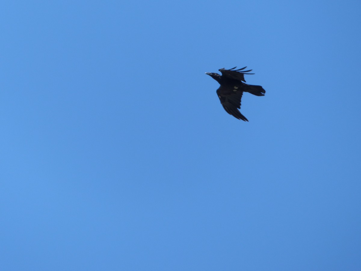 Corneille d'Amérique - ML644356083