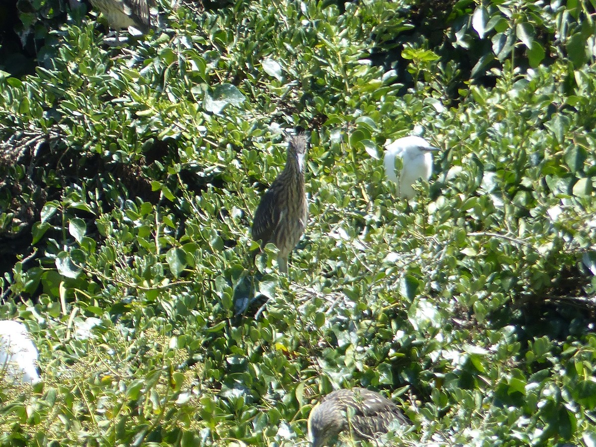 Ногоовор зашин - ML644356090