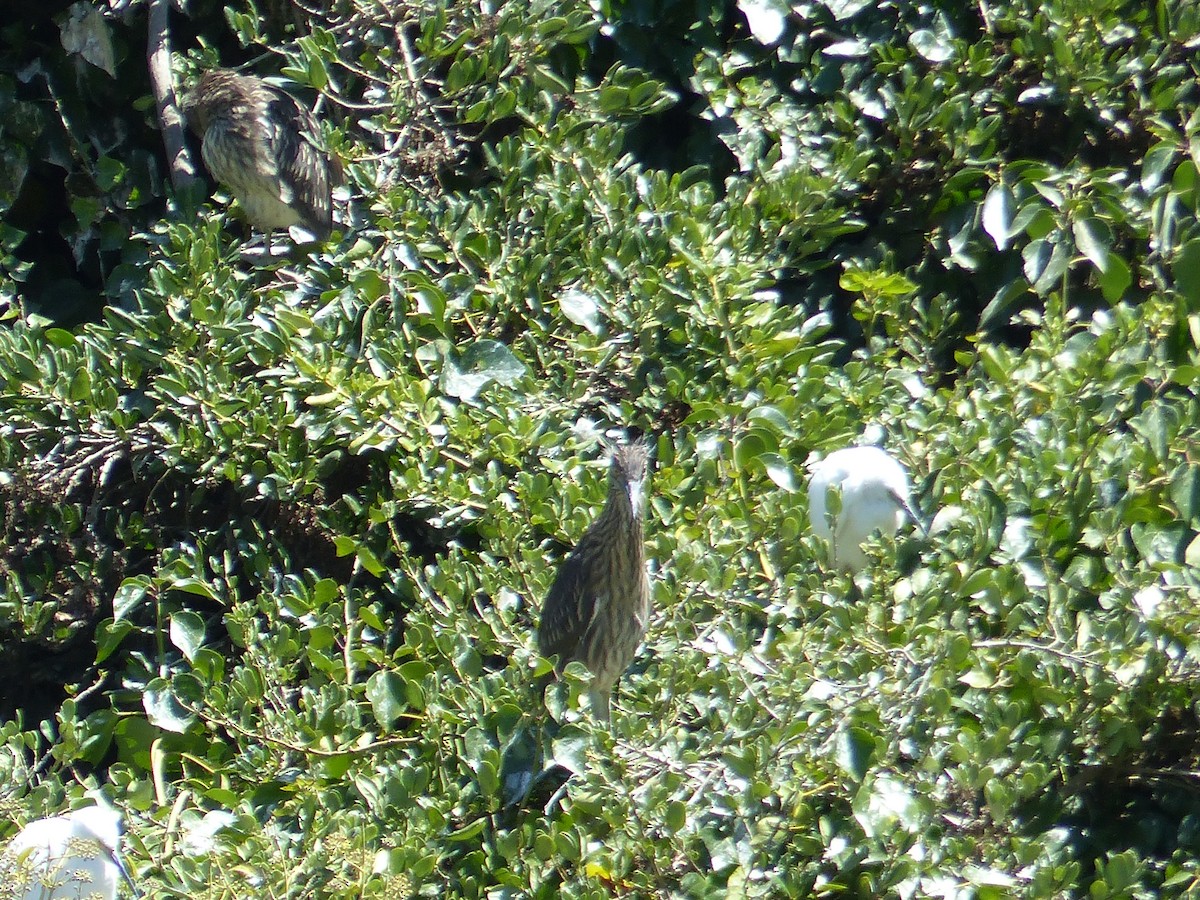 Ногоовор зашин - ML644356091