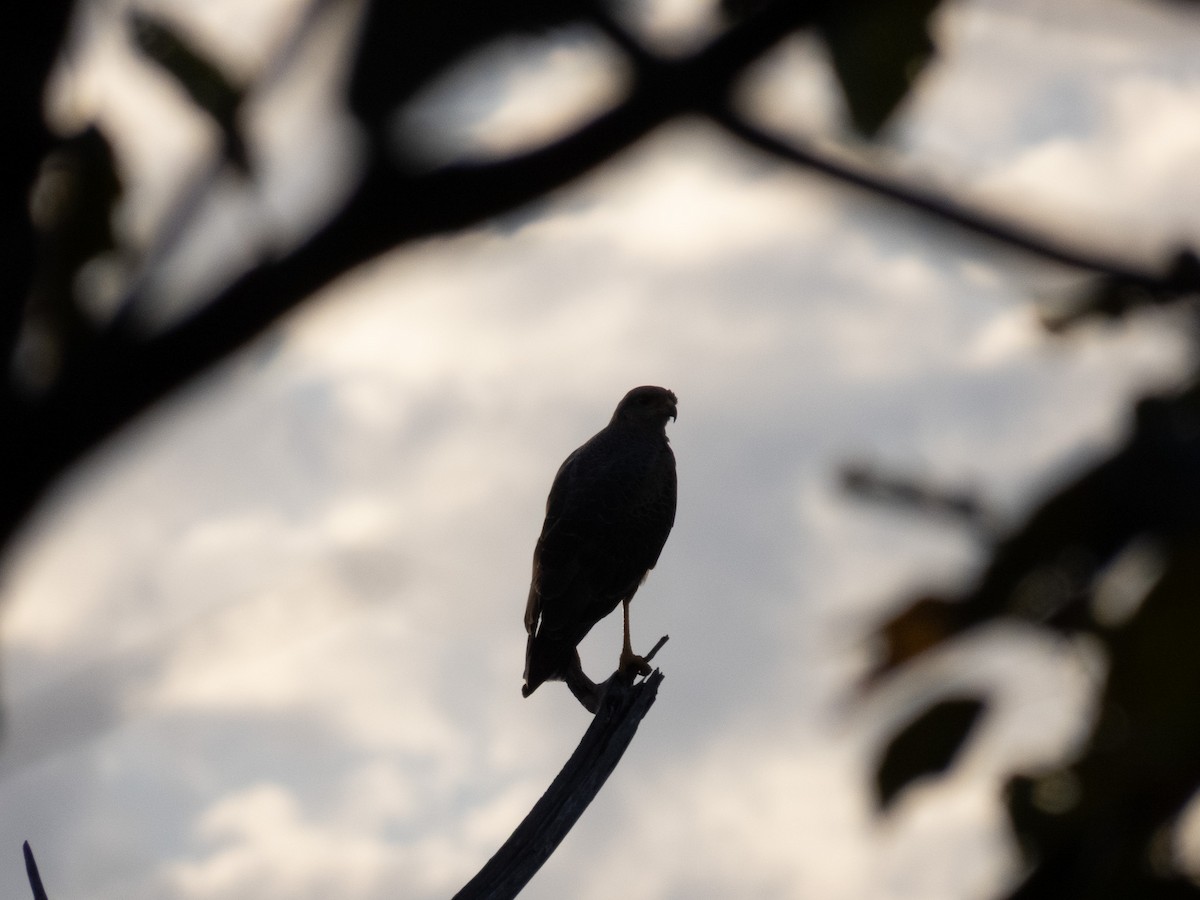 Savanna Hawk - ML644356092