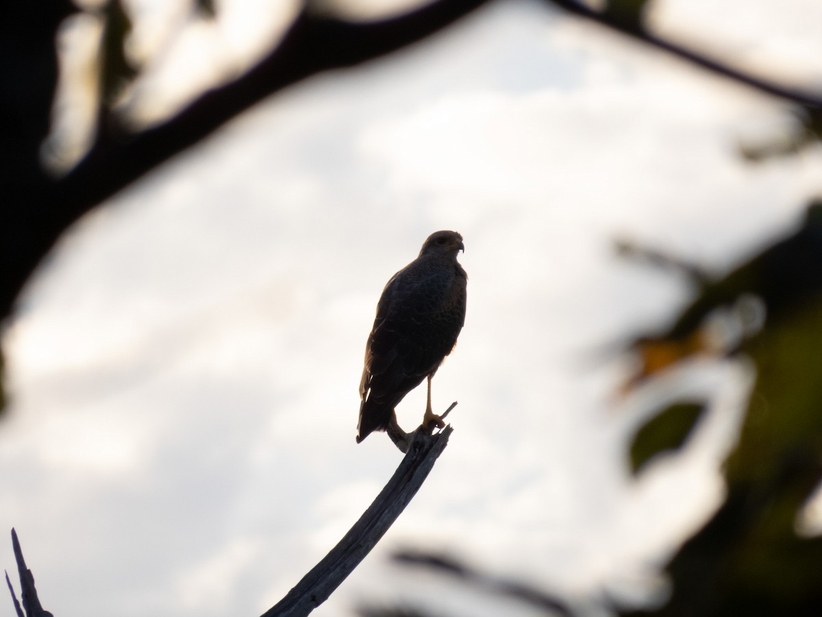 Savanna Hawk - ML644356093