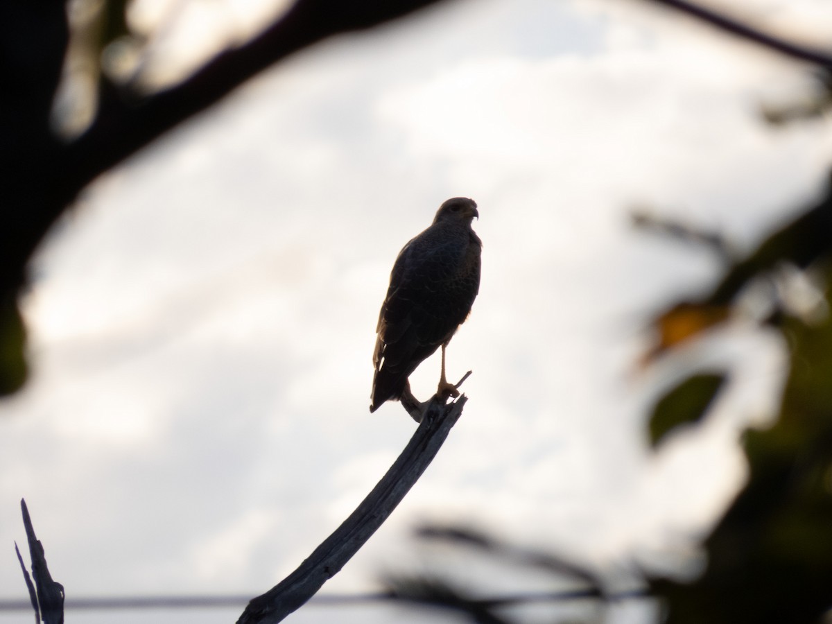 Savanna Hawk - ML644356094