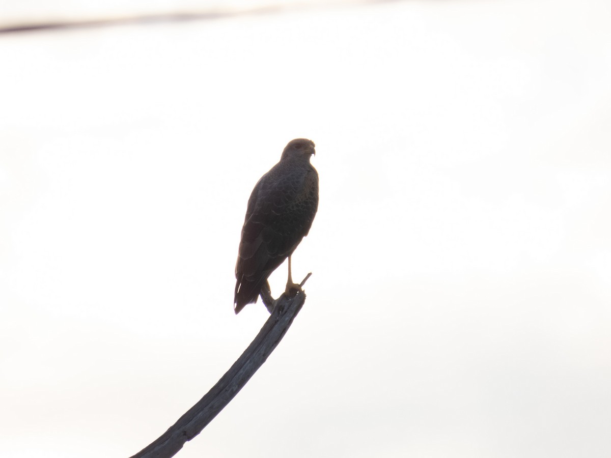 Savanna Hawk - ML644356096